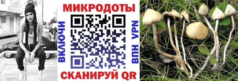 mega tor  Павловск  Псилоцибиновые грибы Cubensis  закладки 